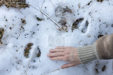 Foto de Mujer mano de un rastreador de animales investiga rastros de un ciervo en la nieve - Imagen libre de derechos