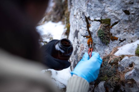 Foto de Bióloga mujer adulta recogiendo muestras de moos para la contaminación futura Análisis comparativo en invierno Wilderness - Imagen libre de derechos