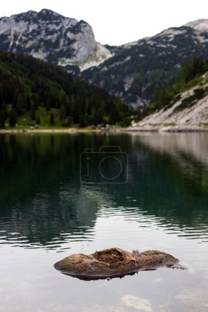 Téléchargez les photos : Cerf mort dans le lac alpin Krn en décomposition - Pollution biologique naturelle de l'eau douce - Probablement tombé de près de la falaise ou tombé lorsqu'il a été chassé par le loup sauvage, le chacal ou un autre prédateur vivant dans le parc national du Triglav Slovénie - L'animal était partiel - en image libre de droit