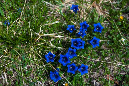 Photo for Gentiana Acaulis (Stemless Gentian or Trumpet Gentian) Flowers are Well Known Representative of Traditional Medicine Herbs of Alpine Environment - Slovene Julian Alps Around Lake of Mount Krn - Royalty Free Image