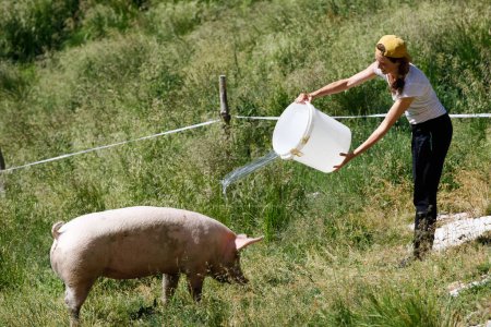 Téléchargez les photos : Agriculteur femelle rafraîchissant son porc domestique avec de l'eau en été après-midi chaleur en plein air - en image libre de droit