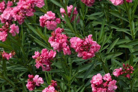 Nerium Oleander Planta en Flor Llena de Flores Rosa Fondo Mediterráneo