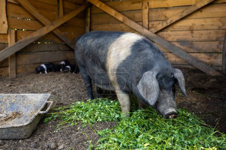 Téléchargez les photos : Cochon à ceinture noire femelle dans une ferme avec des porcelets en arrière-plan ils sont la seule race indigène slovène de porc - en image libre de droit