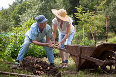 Photo for Caucasian Retired Couple Working in Their Vegetable Garden Together - Royalty Free Image