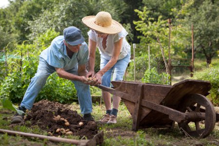 Photo for Senior Couple Picking Up Potatoes in their Organic Garden Manualy - Royalty Free Image