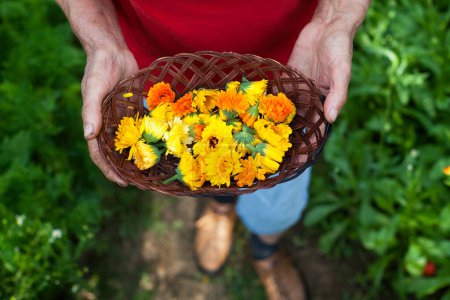Cosecha diaria de caléndula - Flores de caléndula de campo para mujer jubilada