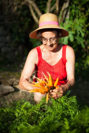 Photo for Senior Woman Smiling While Holding Fresh Harvested Carrots from her Garden - Royalty Free Image
