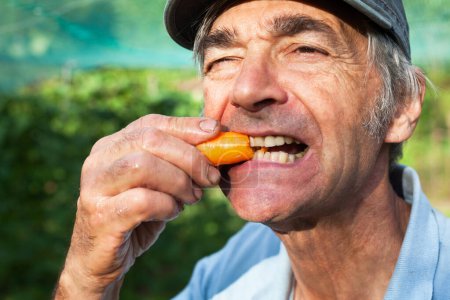 Photo for Senior Man Tasting Freshly Picked Carrot from His Domestic Vegetable Garden - Royalty Free Image