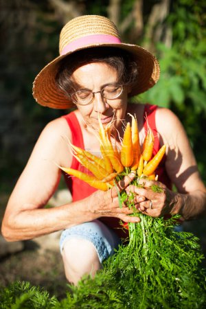 Photo for Senior Woman Smiling and Scenting Fresh Harvested Carrots in Domestic Garden - Royalty Free Image