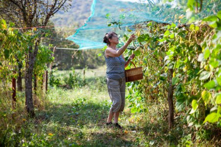 Photo for Senior Caucasian Woman in Her Domestic Garden Picking up Beans in Autumn - Royalty Free Image
