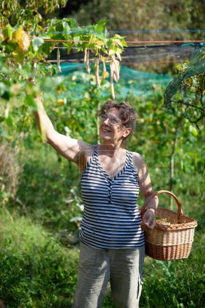 Photo for Senior Caucasian Woman in Her Domestic Garden Picking up Beans from a Pergola in Autumn Waist Up portrait - Royalty Free Image