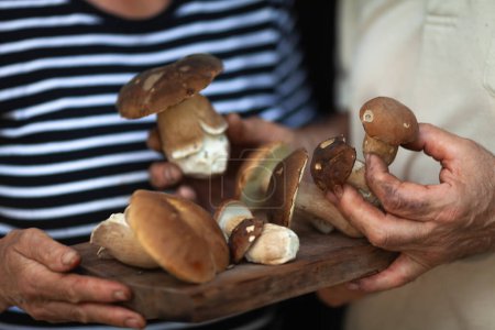 Téléchargez les photos : Champignons frais Porcini sur bureau en bois dans les mains caucasiennes seniors - en image libre de droit