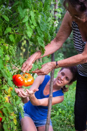 Photo for Senior Mother and Her Daughter Picking Up Beautiful Organic Tomatoes from their Domestic Vegetable Garden - Royalty Free Image