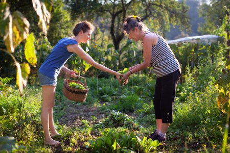 Photo for Togetherness and Collaboration for Senior Mother and her Daughter on Domestic Vegetable Garden on an Organic Small Farm - Royalty Free Image