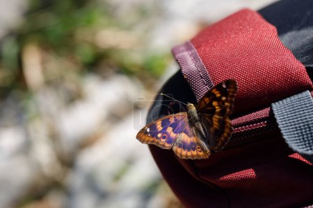 Apatura Illa - La pequeña mariposa púrpura del emperador Descansando en una mochila