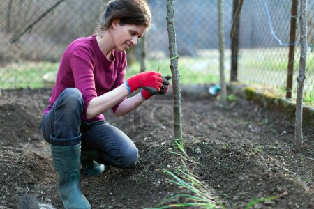 Foto de Granjero adulto medio femenino trabajando en su huerto orgánico plantando plantas de ajo joven en primavera - Imagen libre de derechos