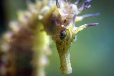 Photo for Hippocampus Guttulatus - Long-Snouted Seahorse- Spiny Seahorse - Syngnathidae - Royalty Free Image