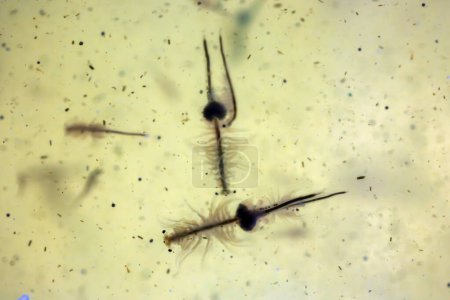 Artemia Salina - Solegarnelen sind Nahrung für Seepferdchen und viele andere Meerwassertiere