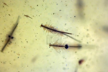 Artemia Salina - Camarones salmuera son alimentos de caballitos de mar y muchos otros animales de agua salada
