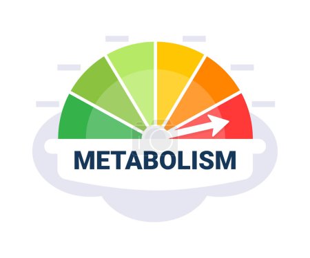 Illustration for Metabolic Rate Evaluation Scale Vector Illustration with Color Coded Metabolism Indicator Zones. - Royalty Free Image