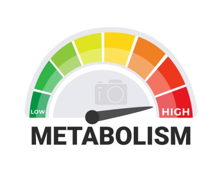 Illustration for Metabolic Rate Measurement Concept with a Vivid Metabolism Meter Indicating Levels from Low to High. - Royalty Free Image