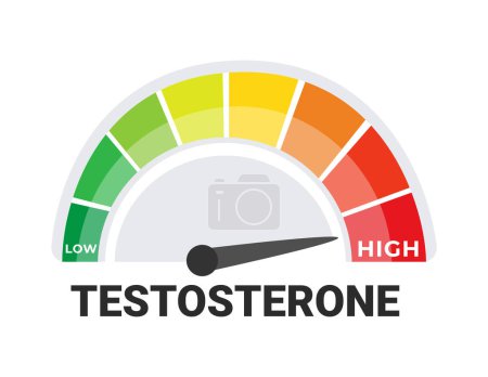 Testosteron-Indikator-Grafik mit niedrigem, hohem Maßstab, Hormongesundheit und Endokrinologie-Konzept.