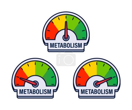 Illustration for Metabolic Efficiency Rating Gauges Vector Illustration with Color Coded Energy Consumption Indicators. - Royalty Free Image