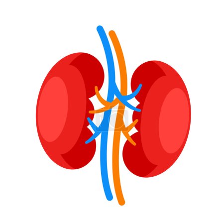 Human kidney. Internal organ icon. Urinary and endocrine system. Vector illustration.