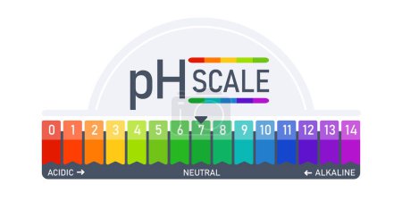pH-Skala Indikatordiagramm saure alkalische Messung. Infografik zum Säure-Basen-Gleichgewicht.