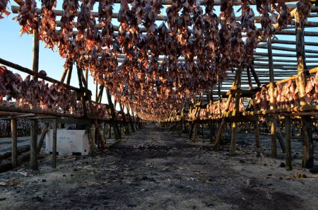 Drying fish in Iceland. 