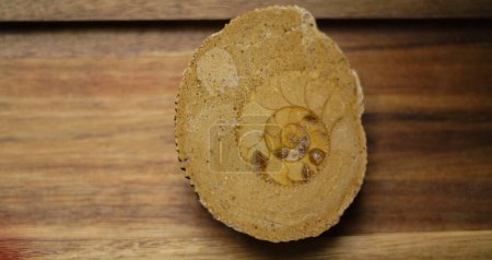 Foto de Pieza de amonita natural sobre el fondo de madera - Imagen libre de derechos