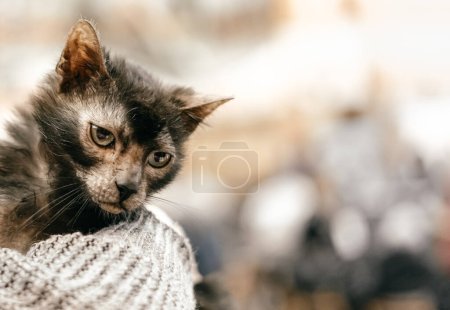 Photo for Young Lykoi cat. Close up. - Royalty Free Image