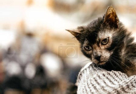 Photo for Close up of Lykoi cat. - Royalty Free Image