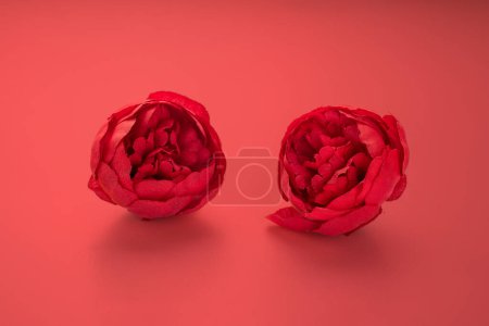 Téléchargez les photos : Deux roses rouges sur fond rouge. - en image libre de droit