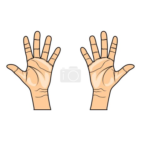 Illustration for Right hand left inner showing 5 fingers, raising 5 fingers, tangan kanan kiri bagian dalam menunjukkan 5 jari, mengangkat 5 jari - Royalty Free Image