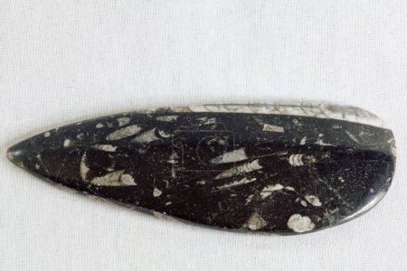 Orthoceras Fossil (Plate Large)