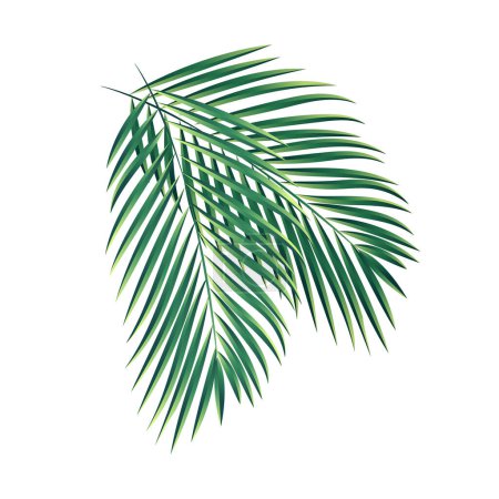 Téléchargez les illustrations : Collection de branches de palmier vecteur isolé fond blanc - en licence libre de droit