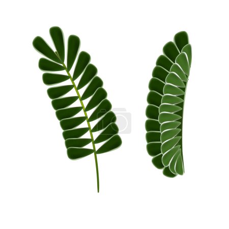 Illustration for Vector tamarind leaf isolated on white - Royalty Free Image