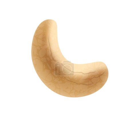 Vector cashew nuts illustration of delicious healthy vegan snack