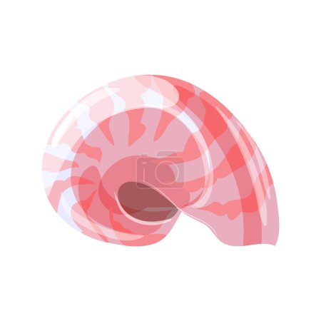 Ilustración de Ilustración de conchas marinas vectoriales aisladas sobre un fondo blanco - Imagen libre de derechos