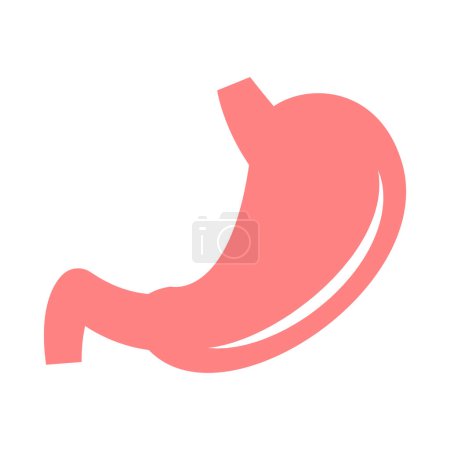 Vector stomach isolated on white background
