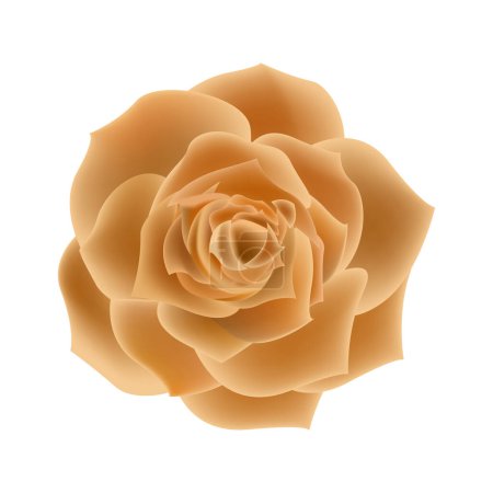 Illustration for Vector orange rose flowers realistic isolated on white - Royalty Free Image