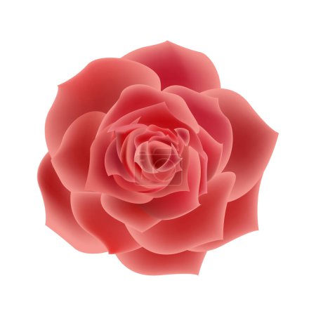 Illustration for Vector red rose flowers realistic isolated on white - Royalty Free Image