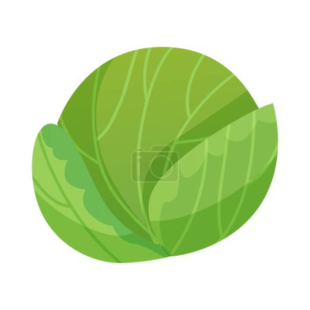 Vector illustration of cabbage in flat style farm fresh veggie just from the garden healthy food