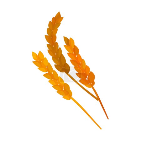 Vector realistic wheat collection on white background