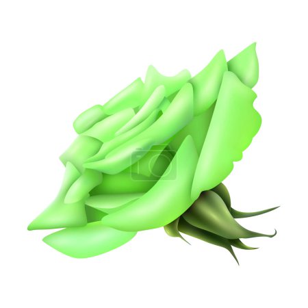 Illustration for Vector big green rose on white background - Royalty Free Image