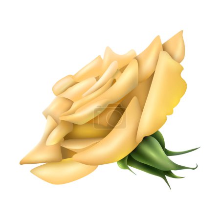 Vector big yellow rose on white background