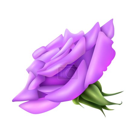 Illustration for Vector big purple rose on white background - Royalty Free Image