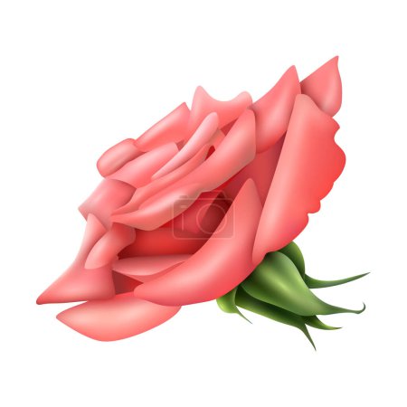 Vector big pink rose on white background