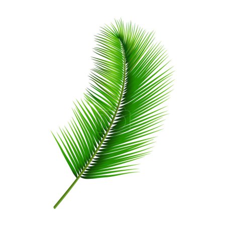 Téléchargez les illustrations : Illustration vectorielle des feuilles de palmier vecteur isolé - en licence libre de droit